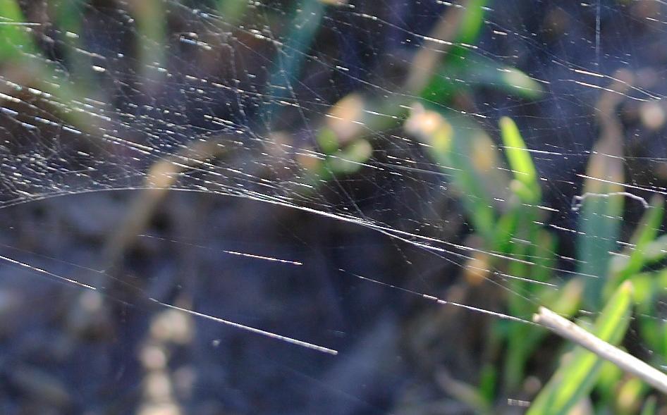 Nahaufnahme der spinnwebenhnlichen Fden