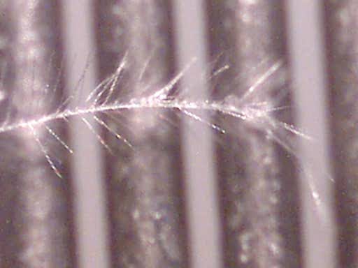 Einzelne Polymer-Faser, 200 fache Vergrerung