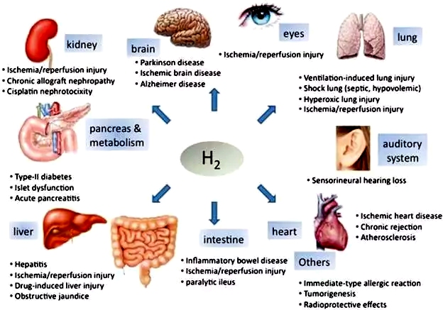 H2-Organwirkungen